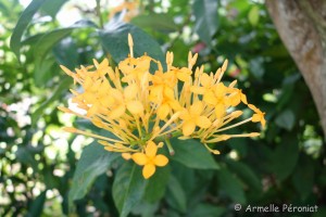 Guadeloupe Août 2015-02831     